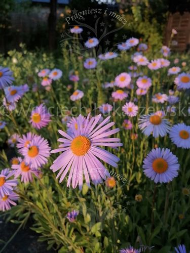 Aster tongolski sadzonka miododajna na Arena.pl