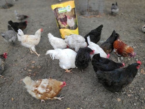 Pasza dla kur niosek granulat PIAST 25kg NIOSKA na Arena.pl