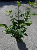 Laurowiśnia NOVITA 40-60cm KILKUPĘDOWE Rozkrzewione w Donicy 3 Litry