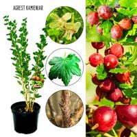 Agrest Kamieniar deserowe owoce KRZEW 40–80 cm
