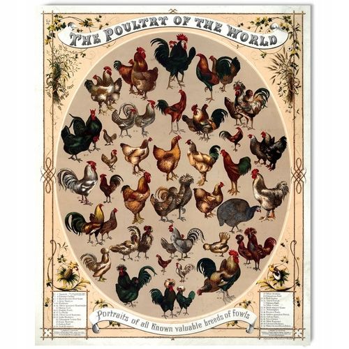 Ziemia Okrzemkowa Diatomit Pan Kurnik Utrzymuje Czystość w KURNIKU na Arena.pl