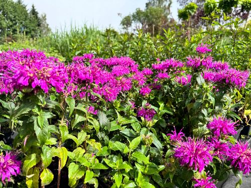 Pysznogłówka ogrodowa różowa 'Balmy Lilac' (Monarda didyma) Doniczka 1.0L na Arena.pl