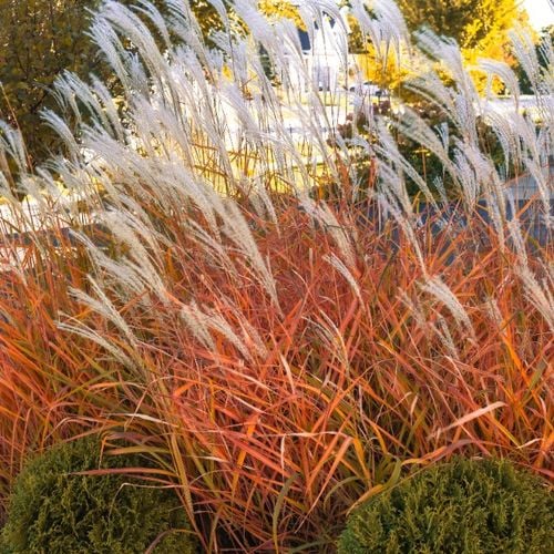 Miskant chiński ‘Sioux’ Przebarwia się Na Czerwony (Miscanthus sinensis) 2L na Arena.pl