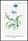 Plakat 61x91,5cm Design Blue Flower, Redoute Vintage do Salonu