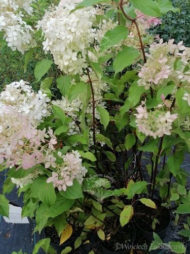 Hortensja bukietowa Grandiflora-Hydrangea paniculata na Arena.pl