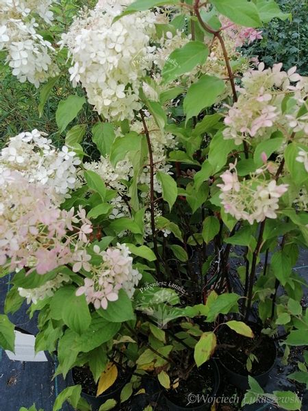 Hortensja bukietowa Grandiflora-Hydrangea paniculata zdjęcie 5