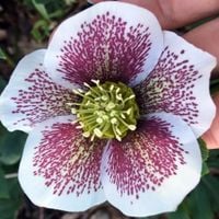 CIEMIERNIK biało-purpurowy - sadzonki 10 / 15 cm