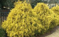 P9 CYPRYSIK LAWSONA lawsoniana filiflera aurea