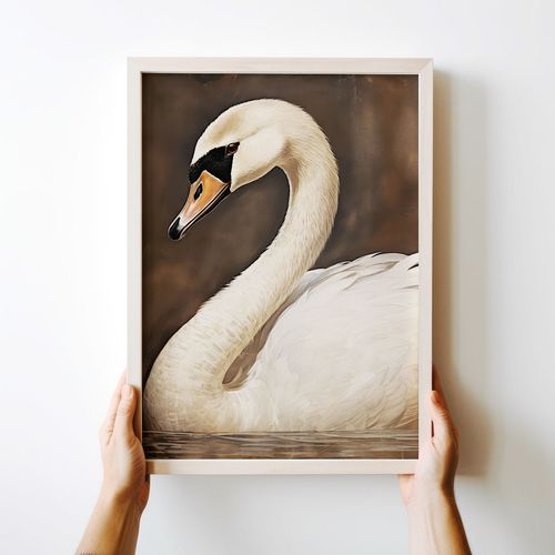 Plakat biały łabędź obraz 40x50 cm na Arena.pl