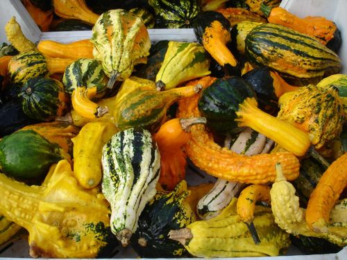 DYNIA OZDOBNA LITTLE INDIAN MIX 2G NASIONA MIX KOLORÓW I KSZTAŁTÓW DYNI na Arena.pl