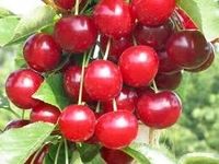 WIŚNIA GRONIASTA BARDZO MOCNO OWOCUJE