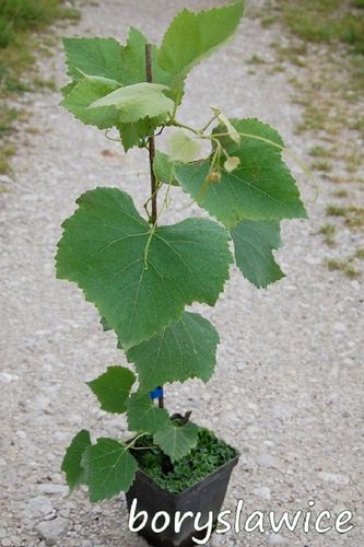 Winorośl 'Fredonia' (Vitis) w doniczkach P9, wysokość 50-70 cm na Arena.pl