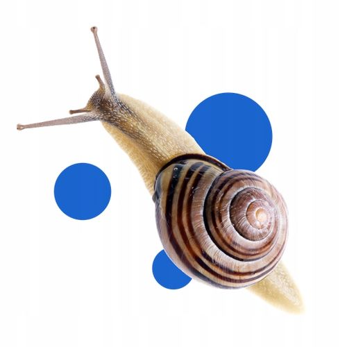 BROS VITROL GB naturalny granulat na ślimaki bezpieczny dla zwierząt 1kg na Arena.pl