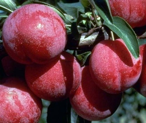 Śliwa RENKLODA ALTHANA /znana i niezwykle UWIELBIANA śliwka, dorodne na Arena.pl