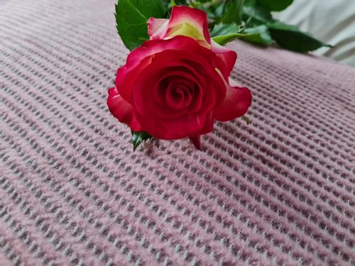 Koc narzuta AMBER 70x160 Design91 pudrowy na Arena.pl