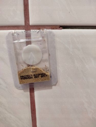 SILNY PROSZEK ŚRODEK PREPARAT TRUTKA NA MRÓWKI FARAONA PROTECT 3 SZT na Arena.pl