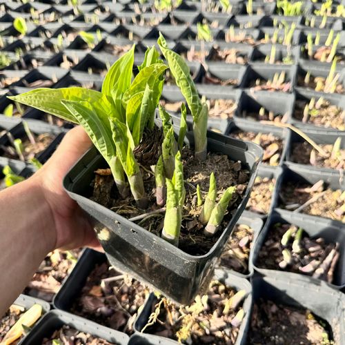 Funkia Hosta 'Wide Brim' W DONICZCE 2.0L na Arena.pl
