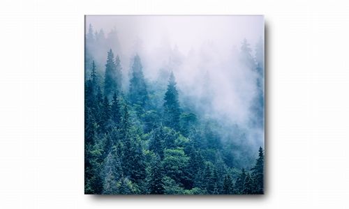 OBRAZ NA PŁÓTNIE 053 Las we mgle 70x70cm na Arena.pl