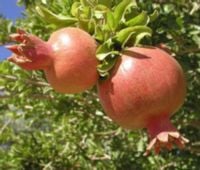 GRANATOWIEC WŁAŚCIWY Punica granatum - NASIONA 700 sztuk - 10g.