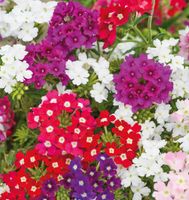 NASIONA Werbena Ogrodowa Mieszanka Mix 0,5g Kwiaty 413405