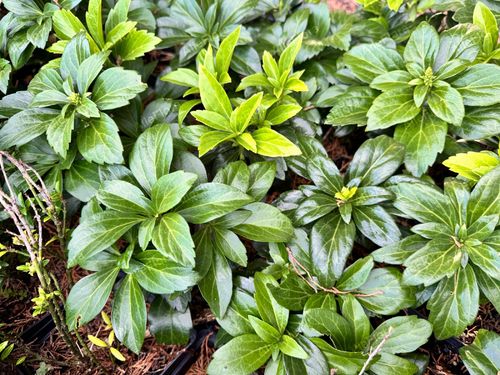 Runianka japońska 'Green Carpet' (Pachysandra terminalis) Doniczka 1.0L na Arena.pl