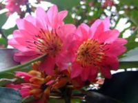 RHODOLEIA CHAMPIONII Rhodoleia championii - NASIONA 2000 sztuk - 10g.