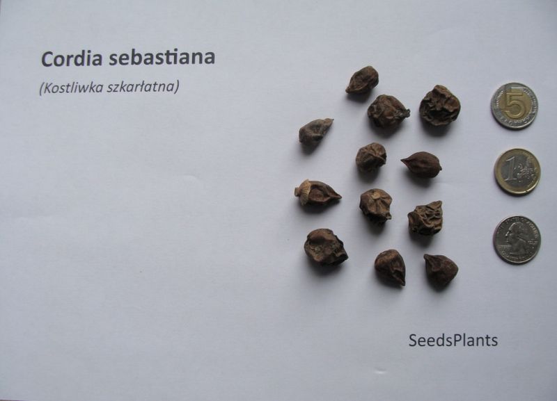 KOSTLIWKA SZKARŁATNA Cordia sebestena - NASIONA 100 sztuk - 100g. zdjęcie 3