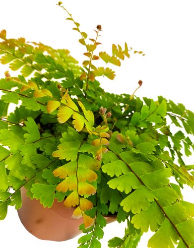PAPROĆ ADIANTUM CAUDATUM 20cm na Arena.pl