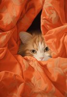 Plakat 68x98cm Ukryty Kot