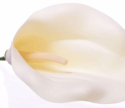 Kalia główka kremowa na Arena.pl