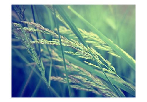 Fototapeta - Cereal field 200x154 na Arena.pl