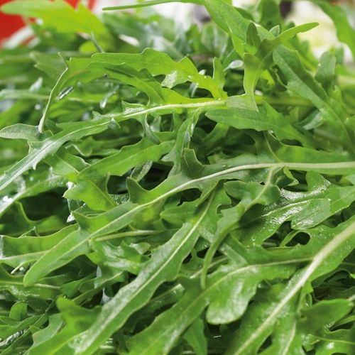 Rukola Dzika Wieloletnia Nasiona Soczyste Pikantne Liście Sałatek Kanapkę 1 na Arena.pl