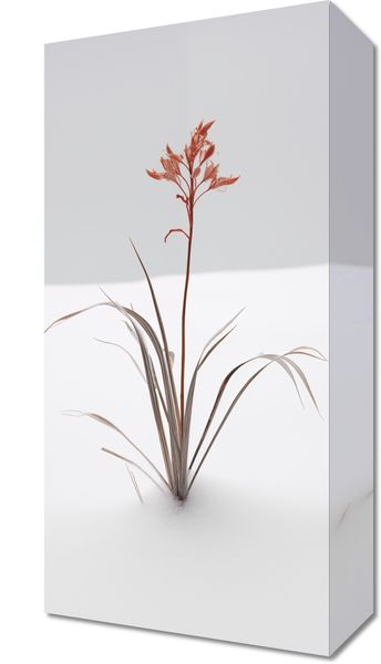 Obraz 20x40cm Subtelność Natury zdjęcie 1