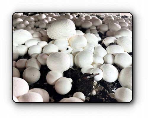 3 Faza Grzybnia Pieczarki Zestaw XL + gratis 6w1 na Arena.pl