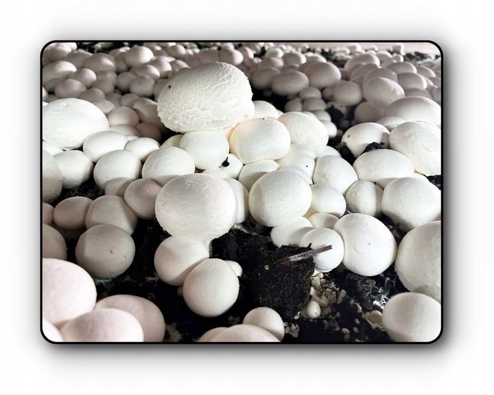 3 Faza Grzybnia Pieczarki Zestaw XL + gratis 6w1 zdjęcie 15