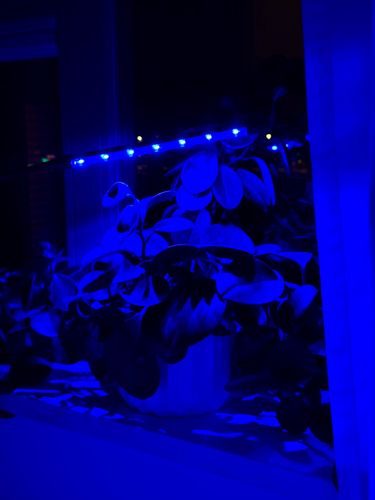 lampa led do wzrostu roślin 20 diod timer 9 w uprawa roślin do domu na Arena.pl