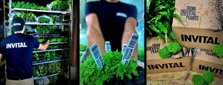 Micranthemum Monte Carlo Dywan 16x11 zdjęcie 5