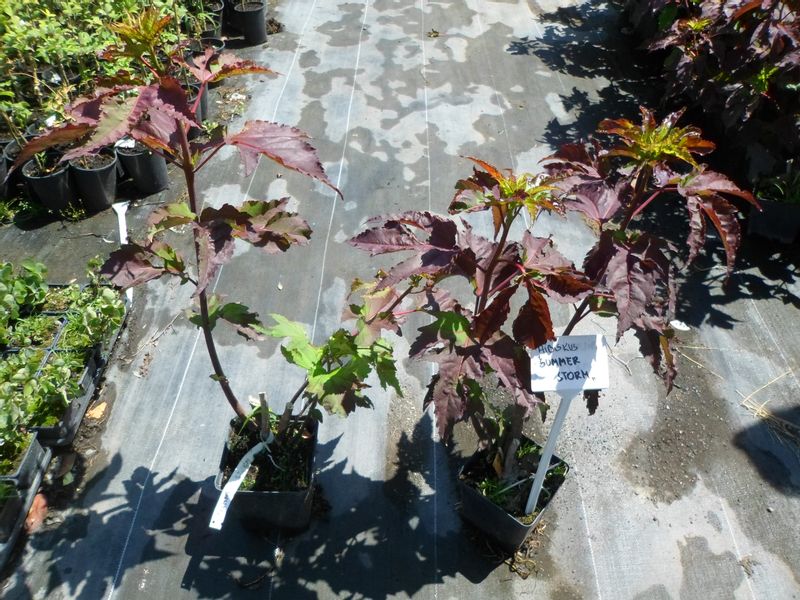 HIBISKUS bylinowy SUMMER STORM różowy hibiscus 2L na Arena.pl