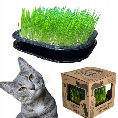 2x EKO Trawka Dla Kota Trawa Odkłaczająca Przysmak EKOLOGICZNA WYROŚNIĘTA na Arena.pl