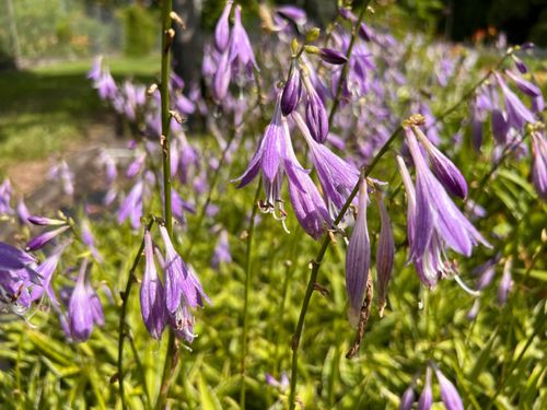 Funkia Hosta 'Stiletto' Miniaturka Doniczka 2.0L na Arena.pl