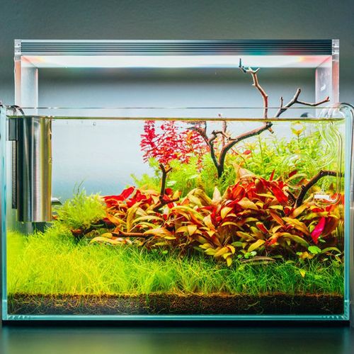 Roślina Invitro kubek mini - rotala macandra na Arena.pl