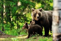 FOTOTAPETA NATURA NIEDŹWIEDŹ MAŁE NIEDŹWIADKI LAS