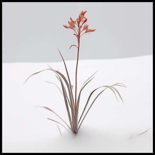 Plakat 70x70cm Subtelność Natury na Arena.pl