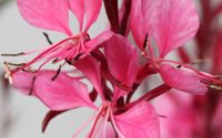 Gaura Lindheimera Flamingo Pink - Gaura lindheimeri