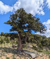 SOSNA OŚCISTA Pinus aristata - NASIONA 300 sztuk - 10g.