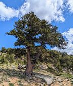 SOSNA OŚCISTA Pinus aristata - NASIONA 300 sztuk - 10g.