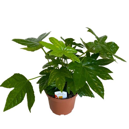FATSIA doniczkowa 35cm na Arena.pl