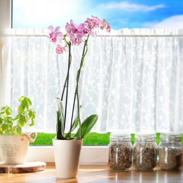 DONICZKA DONICA OSŁONKA NA STORCZYK KOLORY 13 cm zdjęcie 2