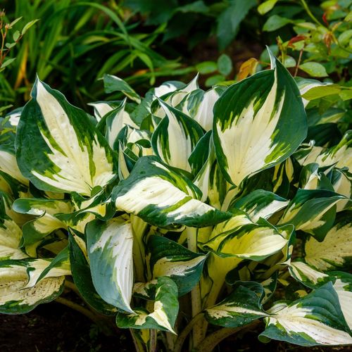 Funkia Hosta 'Fire and Ice'  Biało Zielone Liście Doniczka 2.0L na Arena.pl