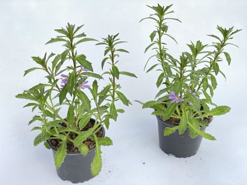 Scewola (Scaevola) niebieska, sadzonka na Arena.pl